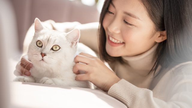 一人暮らしの大学生が猫を飼うときに気をつけるべき10のこと インターン 就活に役立つ情報メディア ユアターンplus